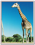 South Africa